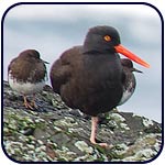 Oyster catcher by George Fifield