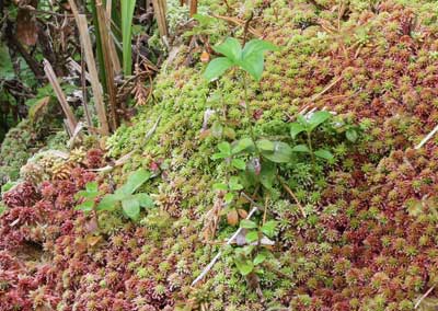 moss in the new bog trail