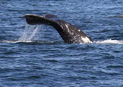 Whales are most common in the spring