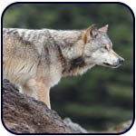 sea wolf