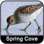 Click to learn more about Spring Cove