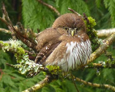 pygmie owl