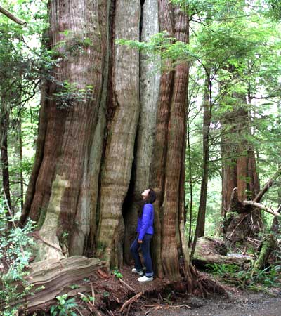 Ancient Cedar tree