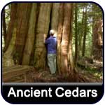 click to learn about ancient cedar section