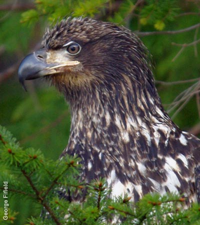 Immature Bald Eagle by G. Fifield