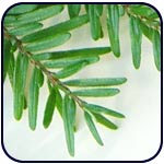 Hemlock needles