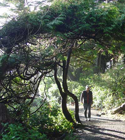 Natural umbrella shaped by the wind