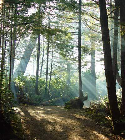 misty forest photo